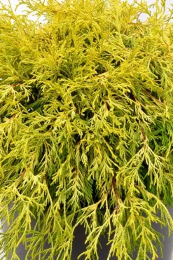 Gold Mop Threadleaf Cypress Tree (Standard Topiary) - 5 Gallon Pot -Herbers Zone chamaecyparis pisifera gold mop single trunk topiary tree 2