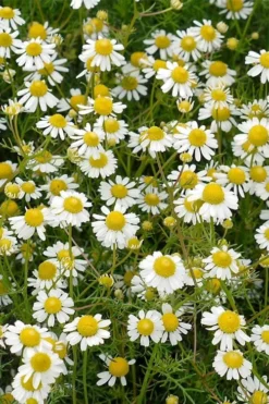 Roman Chamomile Plant - 6 Pack Of Pint Pots -Herbers Zone chamaemelum nobile roman chamomile 4