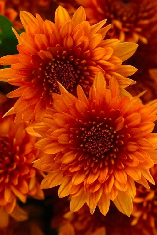 Blazing Orange Garden Mum (Chrysanthemum) - 8" Pot 1 Blazing Orange Garden Mum (Chrysanthemum) - 8" Pot