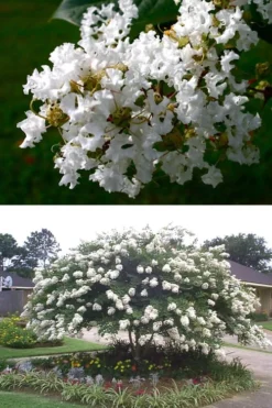 Acoma Weeping White Crape Myrtle - 6 Pack Of 1 Gallon Pots -Herbers Zone crape myrtle acoma 500x750 1