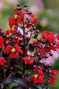 Center Stage Red Black Leaf Crape Myrtle - 3 Gallon Pot -Herbers Zone crape myrtle center stage red 1 1