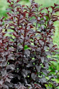 Center Stage Red Black Leaf Crape Myrtle -2 Gallon Pot -Herbers Zone crape myrtle center stage red 4