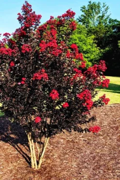 Center Stage Red Black Leaf Crape Myrtle - 3 Gallon Pot -Herbers Zone crape myrtle center stage red 5 1