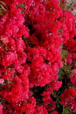 Cherry Dazzle Dwarf Crape Myrtle - 1 Gallon Pot -Herbers Zone crape myrtle cherry dazzle 30