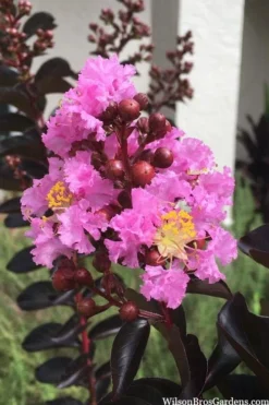 Delta Jazz Crape Myrtle - 3 Gallon Pot