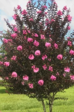 Delta Jazz Crape Myrtle - 2 Gallon Pot -Herbers Zone crape myrtle delta jazz 50