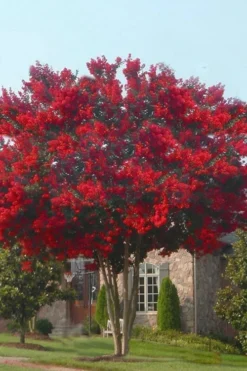 Dynamite Red Crape Myrtle - 6 Pack Of 1 Gallon Pots -Herbers Zone crape myrtle dynamite 10 5