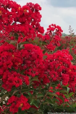 Miss Frances Red Crape Myrtle (Single Trunk Topiary Tree) - 7 Gallon Pot (5-6') 7 Miss Frances Red Crape Myrtle (Single Trunk Topiary Tree) - 7 Gallon Pot (5-6') -Herbers Zone crape myrtle miss frances red 1 3