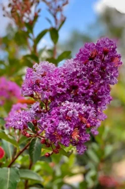 Miss Sandra Purple Crape Myrtle - 1 Gallon Pot -Herbers Zone crape myrtle miss sandra purple 2