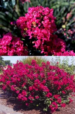 Princess Kylie Dwarf Crape Myrtle - 3 Gallon Pot -Herbers Zone crape myrtle princess kylie 2