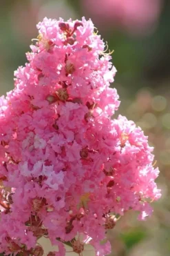 Sioux Pink Crape Myrtle Tree (Single Trunk) - 5 Gallon Pot -Herbers Zone crape myrtle sioux pink 52
