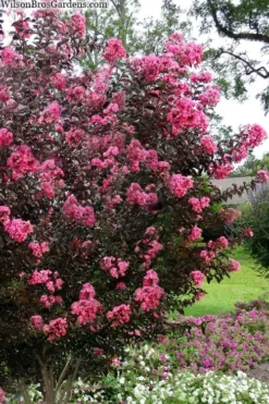 Twilight Magic Crape Myrtle - 3 Gallon Pot -Herbers Zone crape myrtle twilight magic 2