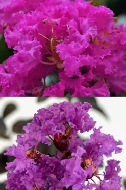 Twilight Purple Crape Myrtle - 1 Gallon Pot -Herbers Zone crape myrtle twilight purple 22 4