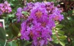 Early Bird Purple Crape Myrtle - 2 Gallon Pot -Herbers Zone crapemyrtleearlybirdpurple
