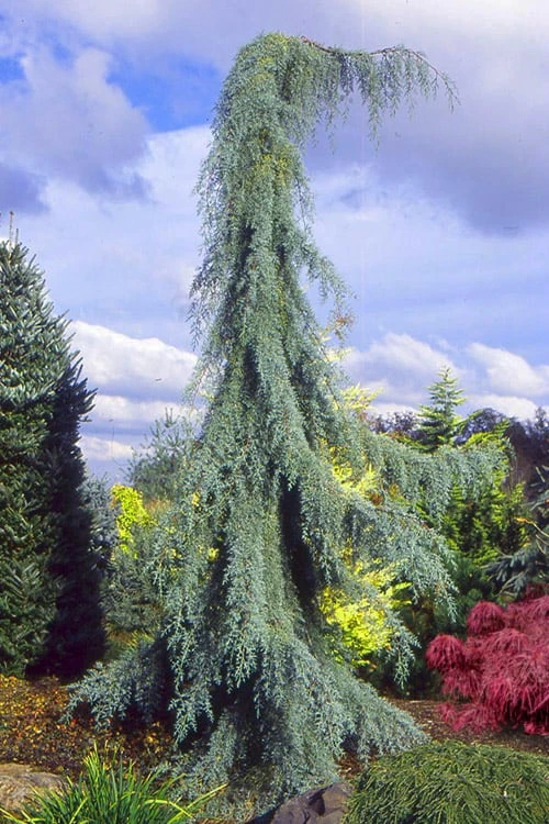 Raywood Weeping Arizona Cypress - 6 Gallon Pot 1 Raywood Weeping Arizona Cypress - 6 Gallon Pot