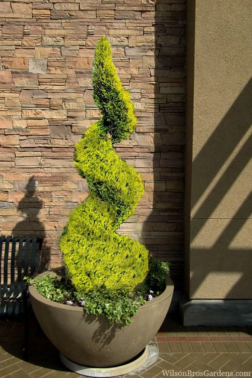 Goldcrest Monterey Lemon Cypress Spiral Topiary - 2 Gallon Pot 1 Goldcrest Monterey Lemon Cypress Spiral Topiary - 2 Gallon Pot