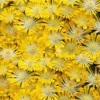 Banana Blast Yellow Ice Plant (Delosperma) - 10 Pack Of Pint Pots