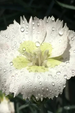 Key Lime Pie Dianthus - 1 Gallon Pot -Herbers Zone dianthus key lime 2 500x750 1