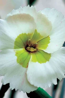 Key Lime Pie Dianthus - 1 Gallon Pot -Herbers Zone dianthus key lime 500x750 1