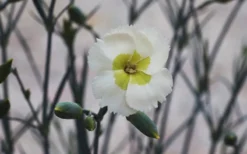 Key Lime Pie Dianthus - 1 Gallon Pot -Herbers Zone dianthus key lime 800x500 1