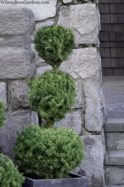 Poodle Tier Dwarf Alberta Spruce Topiary - 5 Gallon Pot