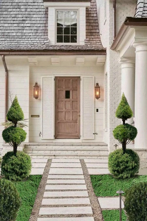 Dwarf Alberta Spruce 2-Ball Cone Topiary - 5 Gallon Pot 4 Dwarf Alberta Spruce 2-Ball Cone Topiary - 5 Gallon Pot - Image 4