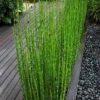 Horsetail Reed Grass - Equisetum Hyemale - 8 Pack Of 1 Gallon Pots