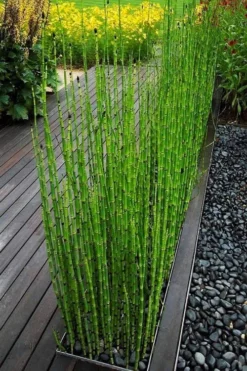 Horsetail Reed Grass - Equisetum Hyemale - 8 Pack Of 1 Gallon Pots