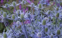 Blue Cap Sea Holly (Eryngium Planum 'Blaukappe') - 1 Gallon Pot -Herbers Zone eryngium planum blaukappe sea holly 3