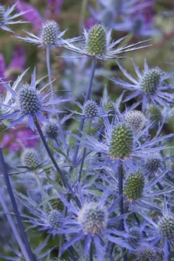 Blue Cap Sea Holly (Eryngium Planum 'Blaukappe') - 1 Gallon Pot -Herbers Zone eryngium planum blaukappe sea holly 4