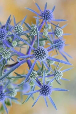 Blue Cap Sea Holly (Eryngium Planum 'Blaukappe') - 1 Gallon Pot -Herbers Zone eryngium planum blaukappe sea holly 6