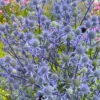 Blue Cap Sea Holly (Eryngium Planum 'Blaukappe') - 1 Gallon Pot