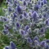 Blue Hobbit Sea Holly (Eryngium Planum) - 1 Gallon Pot
