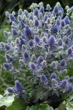 Blue Hobbit Sea Holly (Eryngium Planum) - 1 Gallon Pot