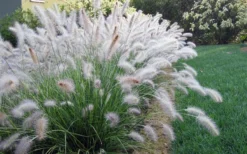 Hameln Dwarf Hardy Fountain Grass (Pennisetum) - 1 Gallon Pot 9 Hameln Dwarf Hardy Fountain Grass (Pennisetum) - 1 Gallon Pot -Herbers Zone fountain20grass20hameln