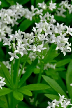 Sweet Woodruff (Galium Odoratum) - 6 Pack Of Pint Pots -Herbers Zone galium odoratum sweet woodruff 3 1