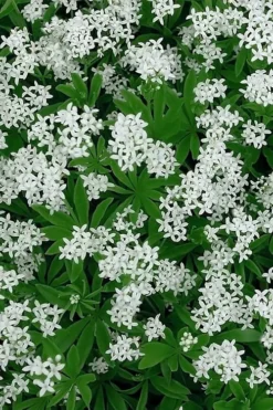 Sweet Woodruff (Galium Odoratum) - 6 Pack Of Pint Pots -Herbers Zone galium odoratum sweet woodruff 5 1