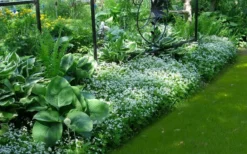 Sweet Woodruff (Galium Odoratum) - 6 Pack Of Pint Pots -Herbers Zone galium odoratum sweet woodruff 6 1