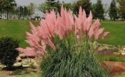 Pink Pampas Grass - 3 Gallon Pot -Herbers Zone grass pink pampas landscapejpg 1