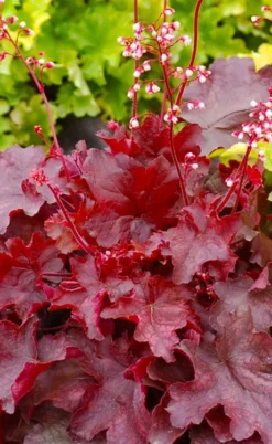 Fire Chief Heuchera (Coral Bells) - 1 Gallon Pot -Herbers Zone heuchera fire chief 20 1