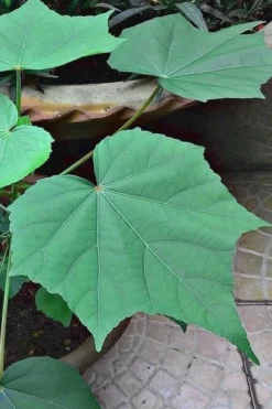 Confederate Rose Hibiscus (Rose Mallow) - 3 Pack Of Quart Pots 10 Confederate Rose Hibiscus (Rose Mallow) - 3 Pack Of Quart Pots -Herbers Zone hibiscus confederate rose leaves 3