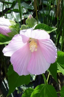 Rose Mallow Hardy Hibiscus (Hibiscus Moscheutos) - 1 Gallon Pot -Herbers Zone hibiscus mosheutos swamp rose mallow 1