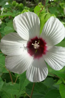 Rose Mallow Hardy Hibiscus (Hibiscus Moscheutos) - 1 Gallon Pot