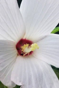 Rose Mallow Hardy Hibiscus (Hibiscus Moscheutos) - 1 Gallon Pot -Herbers Zone hibiscus mosheutos swamp rose mallow 4