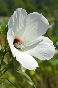 Rose Mallow Hardy Hibiscus (Hibiscus Moscheutos) - 1 Gallon Pot -Herbers Zone hibiscus mosheutos swamp rose mallow 7