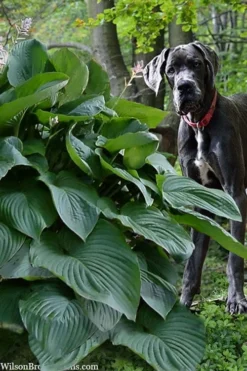 Empress Wu Giant Hosta Lily - 2 Gallon Pot 13 Empress Wu Giant Hosta Lily - 2 Gallon Pot -Herbers Zone hosta lily empress wu 205 1