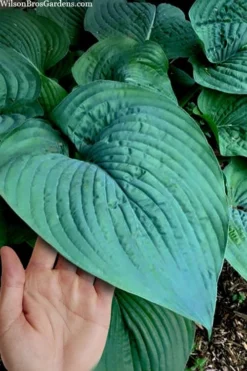 Humpback Whale Giant Hosta Lily - 1 Gallon Pot -Herbers Zone hosta lily humpback whale 7