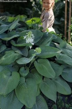 Humpback Whale Giant Hosta Lily - 1 Gallon Pot