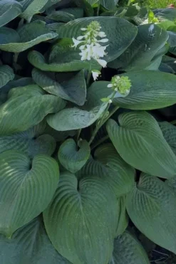 Humpback Whale Giant Hosta Lily - 1 Gallon Pot -Herbers Zone hosta lily humpback whale 9