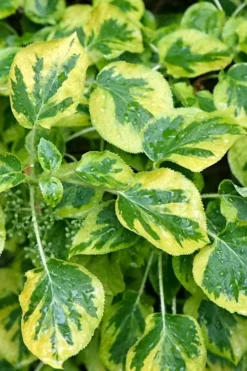 Miranda Climbing Hydrangea - 5 Gallon Pot -Herbers Zone hydrangea anomala petiolaris miranda climbing hydrangea 11
